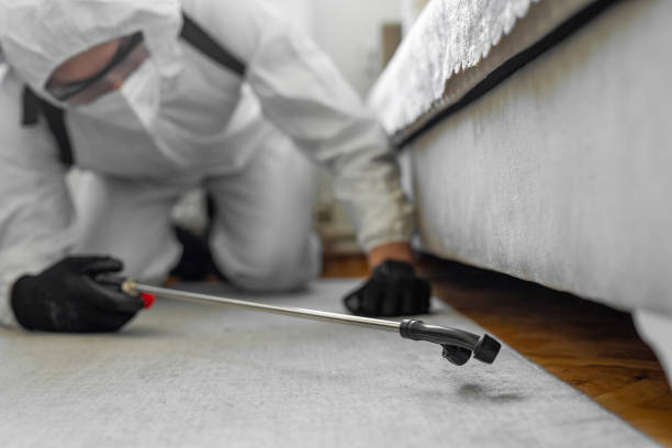 Professional Bed Bug Control technician working in Rockford, MI